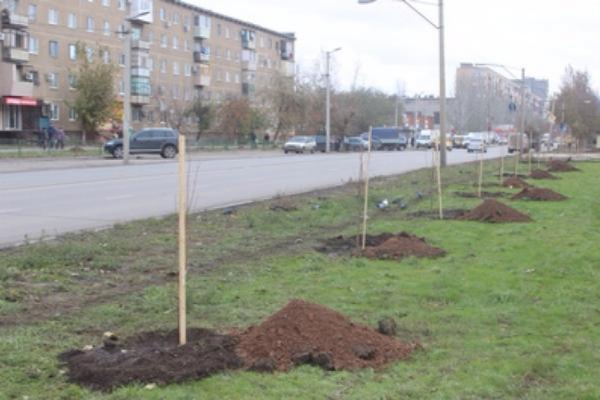 При посадке деревьев в Волжском использовали кран