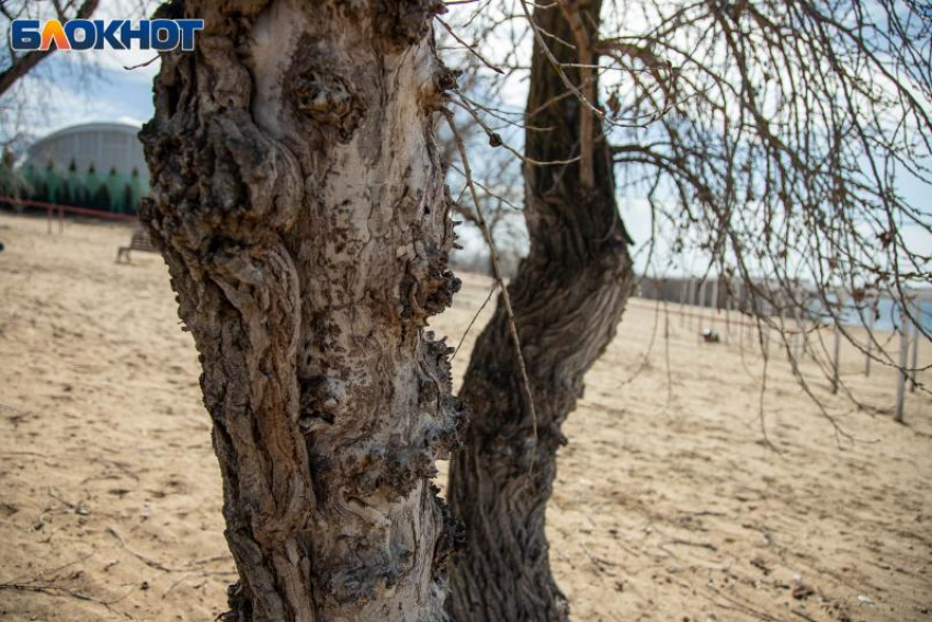Солнечный понедельник прогнозируют в Волжском