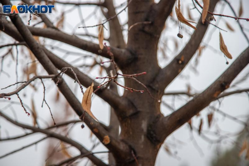 Сойкин день: древние приметы, тайные обряды и запреты
