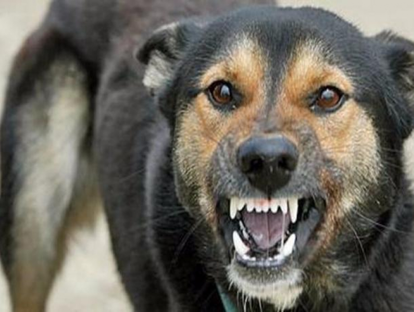 О профилактике бешенства животных рассказали волжанам