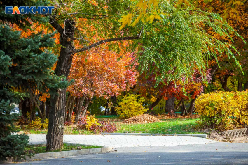 Итоги «зеленой акции» в Волжском: в городе появилось несколько тысяч новых насаждений 