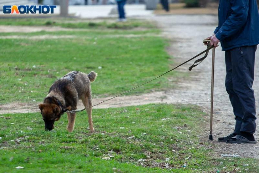 Волжский суд вынес приговор хозяйке лайки, которая разорвала лицо ребенку у школы