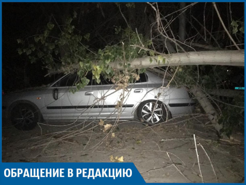 В Волжском старое дерево повредило дорогую иномарку