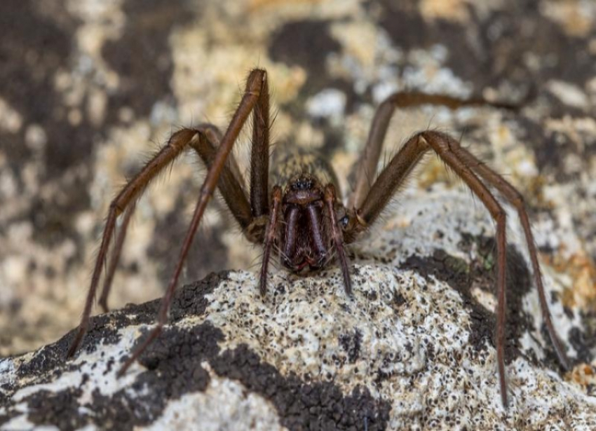 В Волжском можно встретить ядовитых пауков 