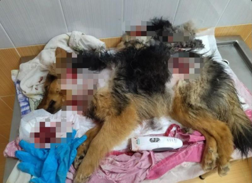 Стая до смерти загрызла одинокую собаку в Волжском