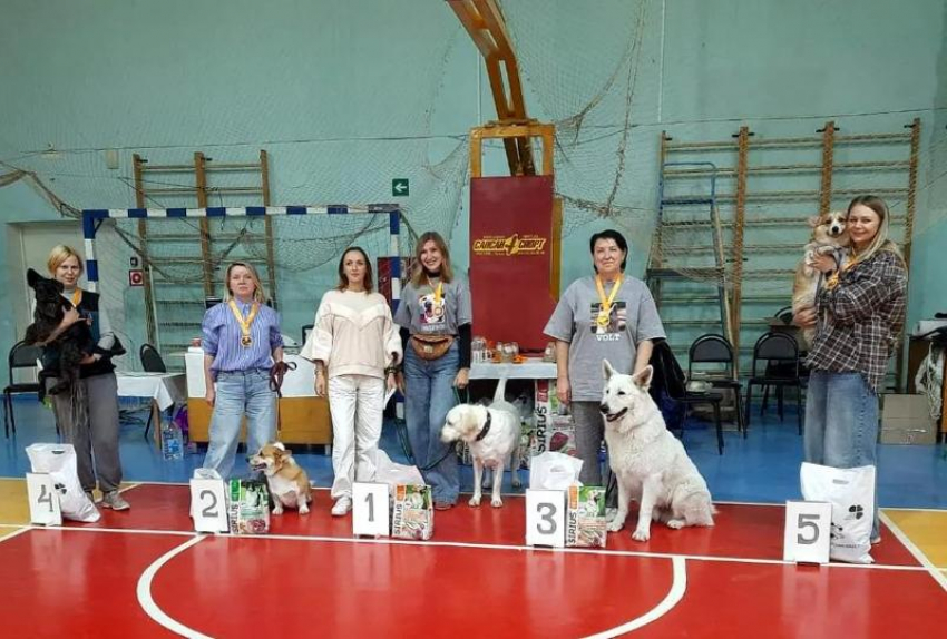 Собаки искали корицу в Волжском: состоялись кинологические соревнования