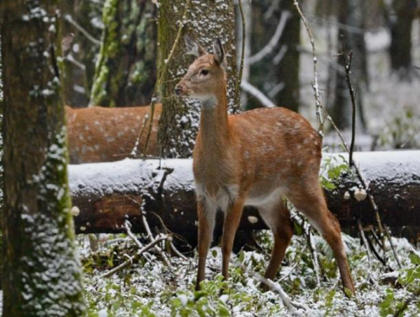 В регионе создана ферма по разведению пятнистых оленей