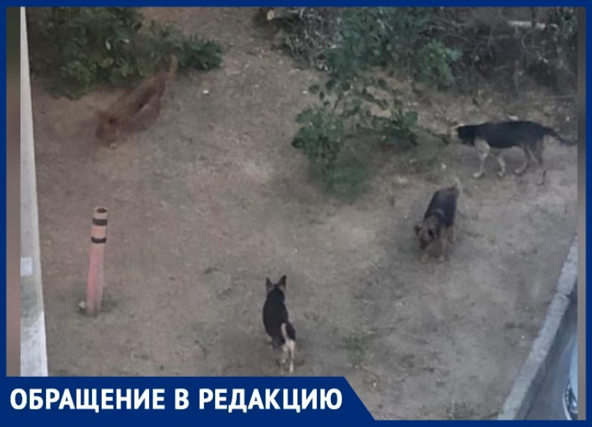 Многодетную семью затравили из-за бродячих собак в Волжском