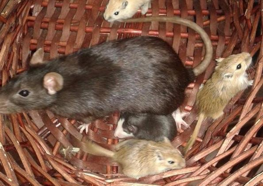 В Волгоградском зоопарке крыса стала заботиться о мышатах, предназначенных ей в качестве еды