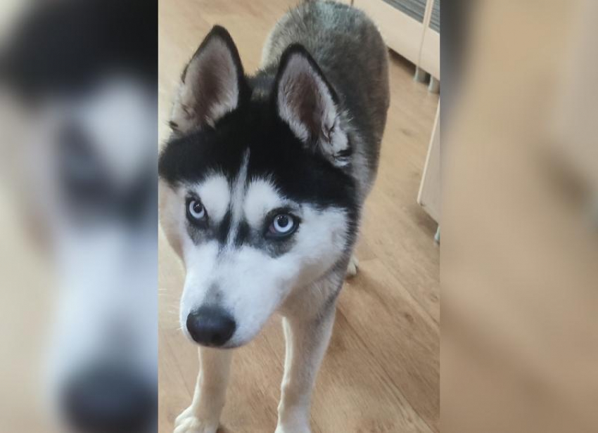 В Волжском в парке найдена хаски: срочно разыскивается хозяин!