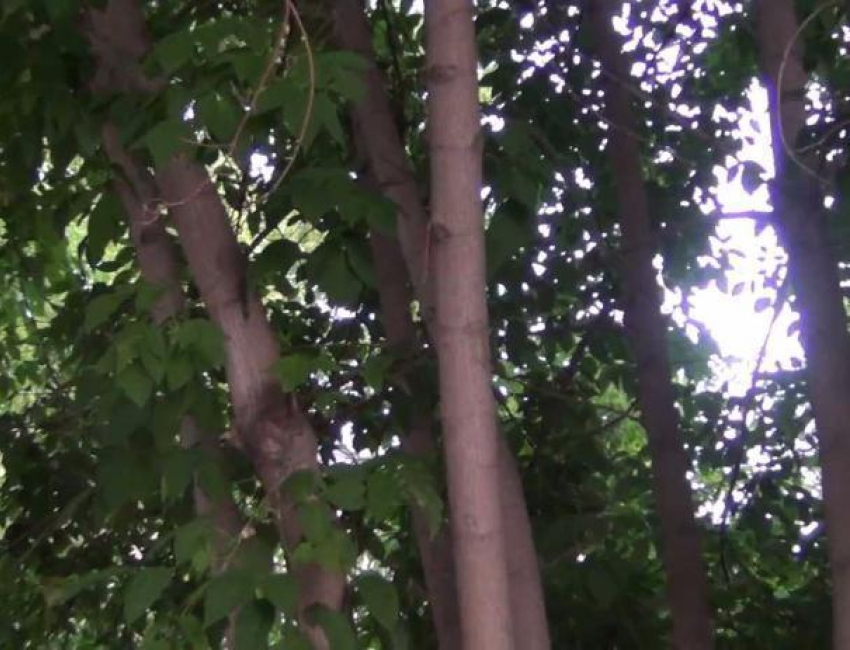 Инновационный полив деревьев запустили в Волжском