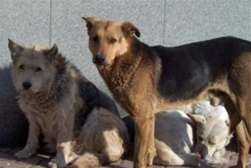Собак в ночное время отстреливают по заказу мэрии Волгограда, а в дневное - догхантеры