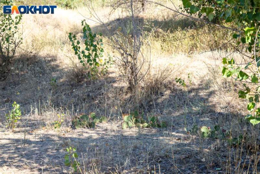 Осень без дождя: что приготовила погода волжанам 16 сентября