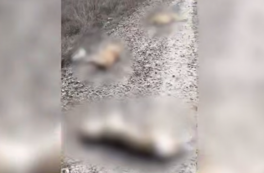 В Волгограде живодеры выставили напоказ истерзанные тела собак с проволокой на шеях