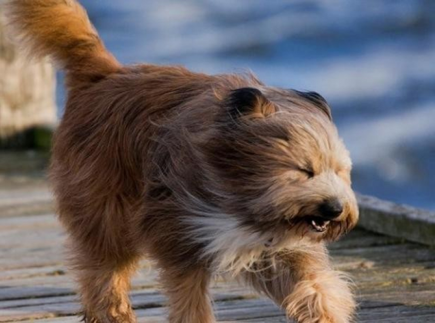 Волжан предупредили об опасности сильного ветра