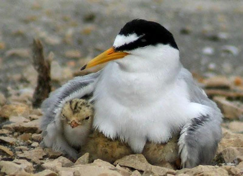 Малая крачка обитает на волжском лимане
