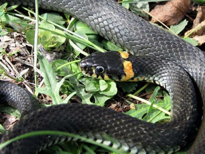 Экологи бьют тревогу: в Волго-Ахтубинской пойме люди убивают змей