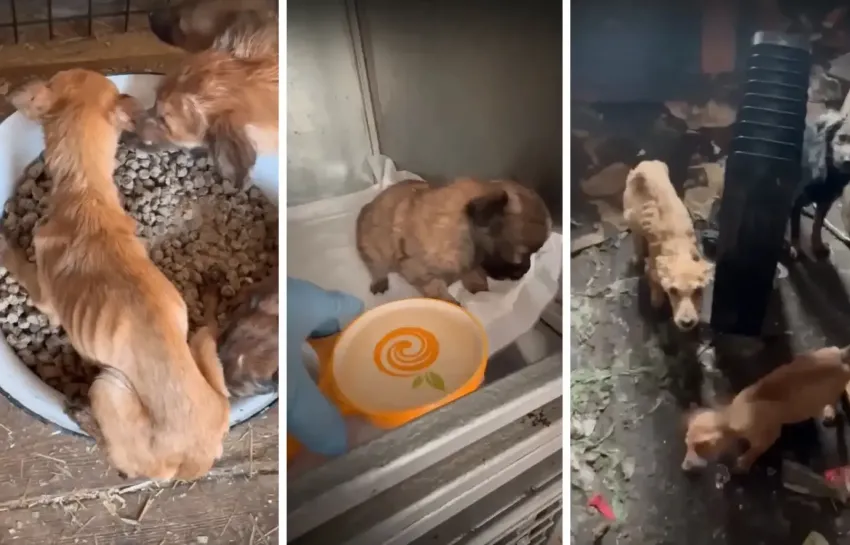 Из собачьего концлагеря под Волжским спасли десятки собак после смерти хозяйки