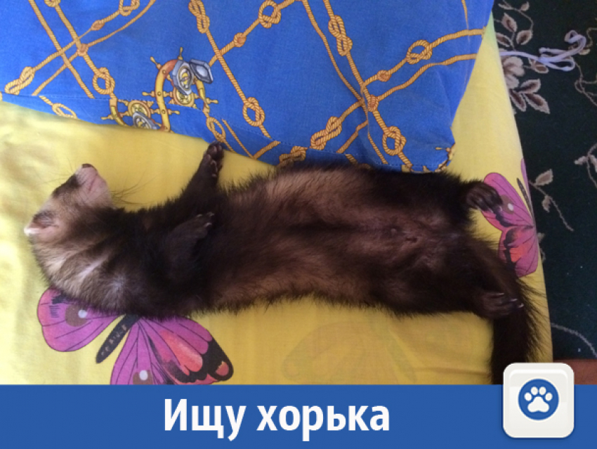 В Волжском ищут ослепшего на один глаз хорька