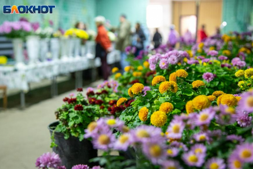 В Волжском продлили «Бал хризантем» в ботсаду