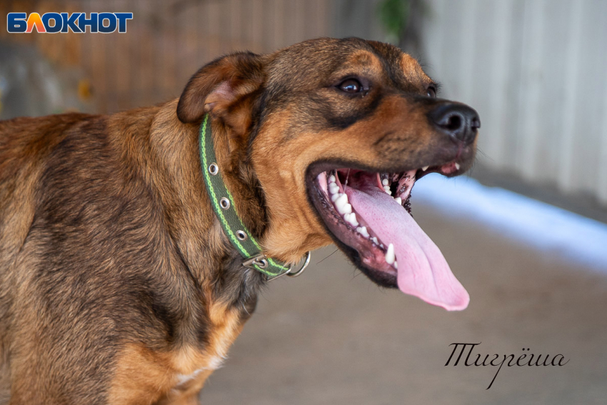 В Волжском ввели новые требования по выгулу собак и увеличили штрафы 