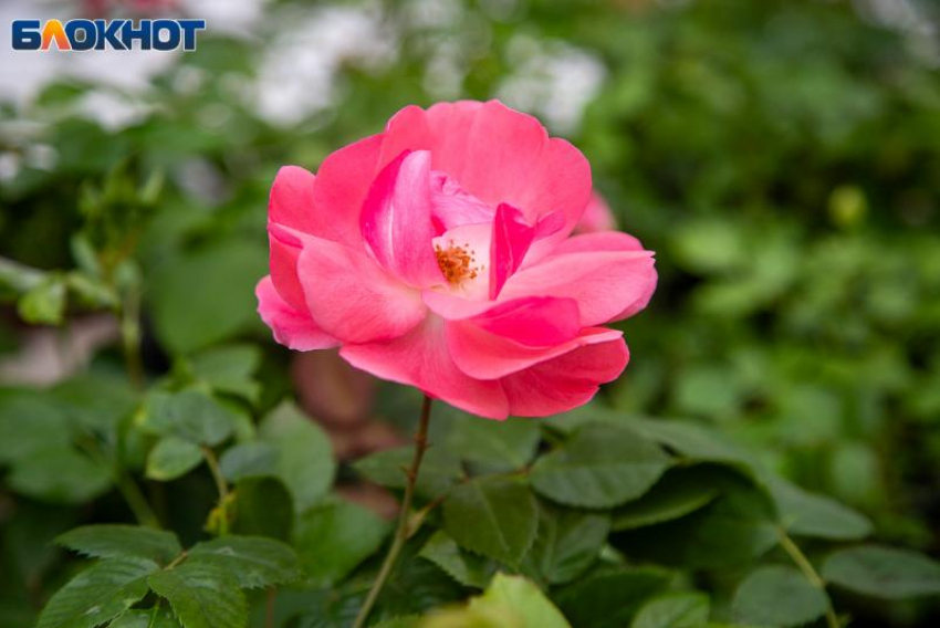 В Волжский возвращается весна: прогноз погода на 15 апреля