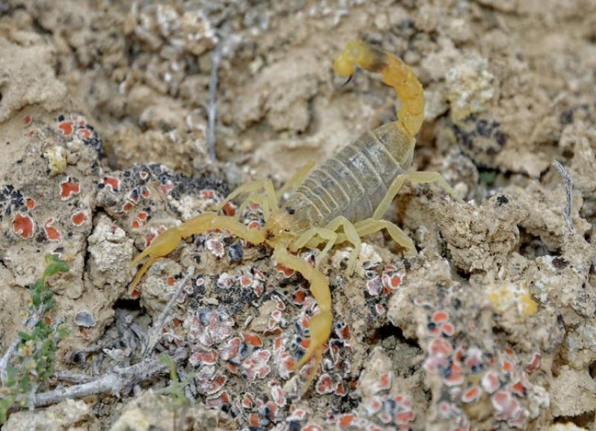 Пестрый скорпион облюбовал балки в Волгоградском регионе