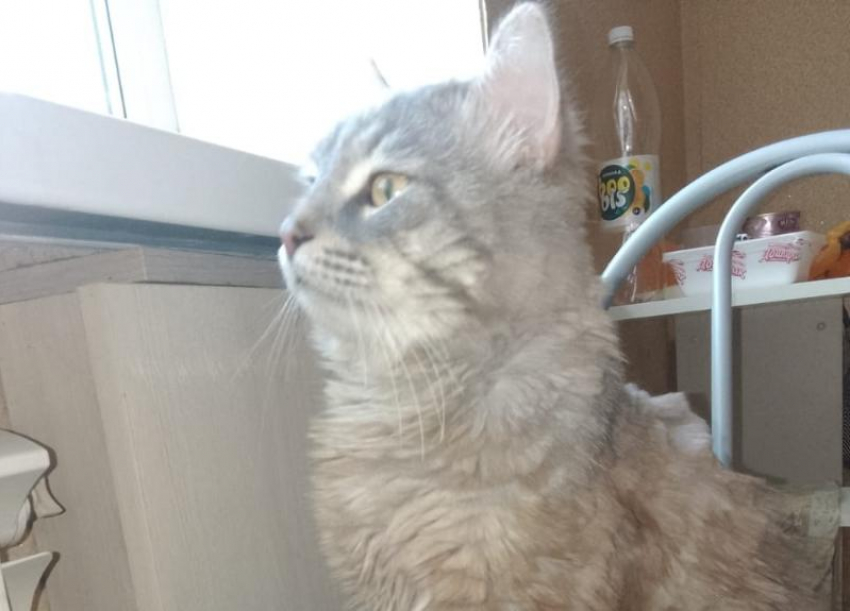 В Волжском потерялся Сережа