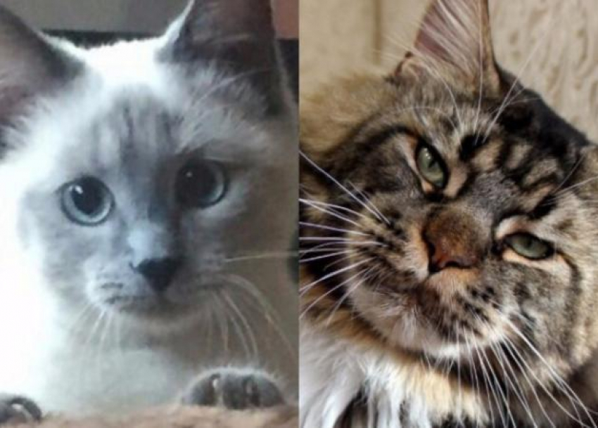 Победителями конкурса «Самый красивый кот-2017» стали Матильда, Вальтер, Бегемот, Томик, Саймон, Боняша и Ричард
