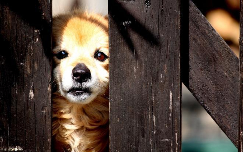 В Волжском планируют ликвидировать порядка 200 бездомных собак