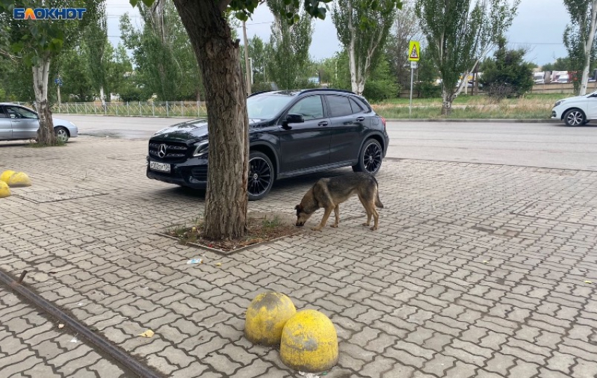 В Волжском боятся за своих детей: бездомных собак подкармливают около школы