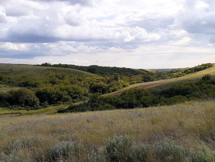 Редкие находки и тысячи километров пути: чем завершился сезон полевых исследований ботанического сада