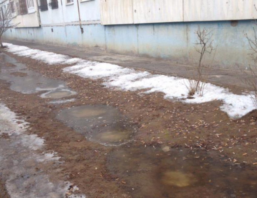 После резкого потепления в Волжском появились первые «подснежники"