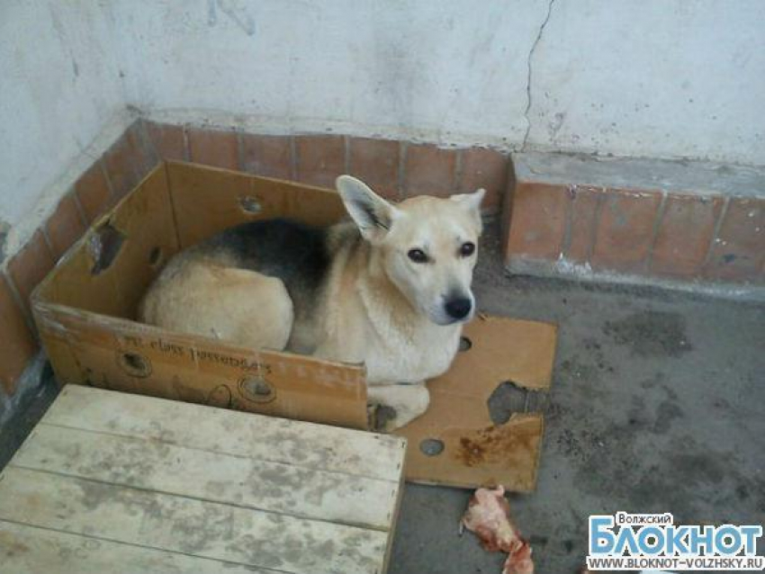 В Волжском Хатико неделю ждал умершего хозяина на месте его смерти