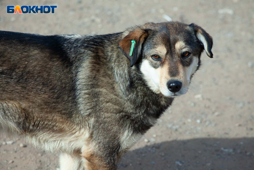Волжане подают обращения против эвтаназии собак