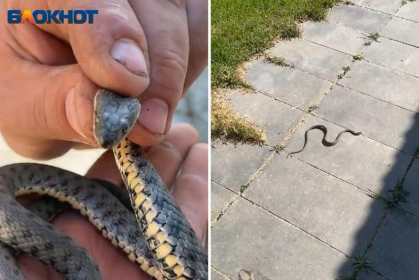 Змею с черной пастью обнаружили в Волжском