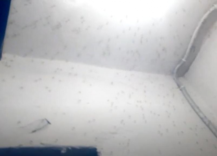 Кусают детей и взрослых, лезут в глаза и нос: подъезд в Волжском живым ковром облепили комары