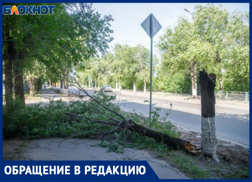 Нет возможности или желания? Волжанка пожаловалась на высыхающие деревья в городе