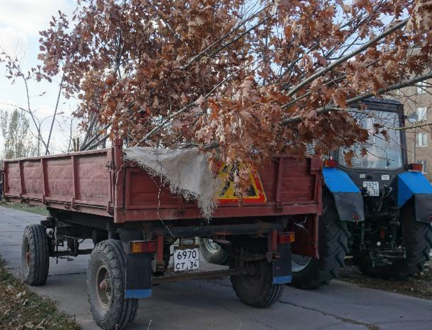 В Волжском появилась аллея краснолистных дубов