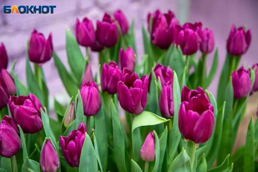 Как Волжский отметит 8 Марта: афиша мероприятий