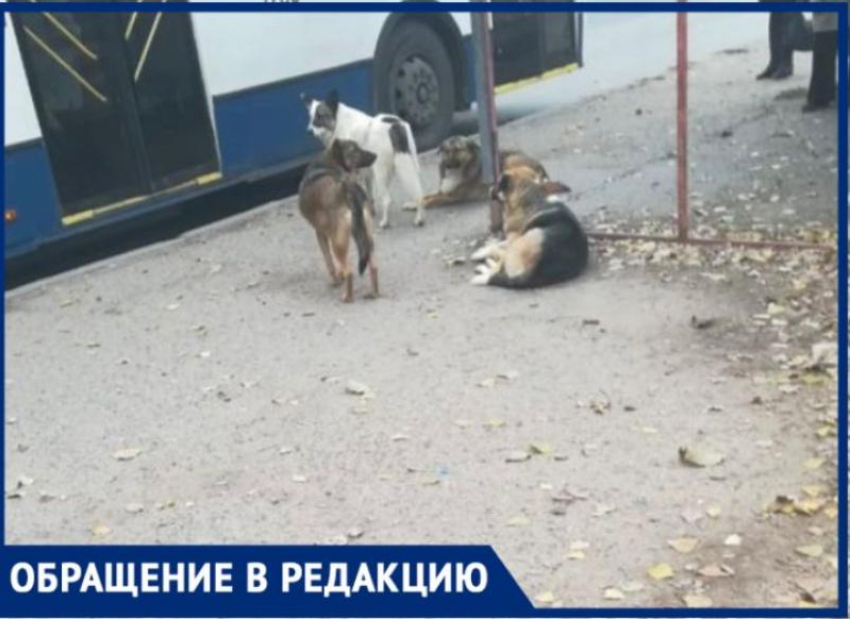 «В городе опасно ходить!»- волжане жалуются на огромные стаи собак, которые нападают на людей