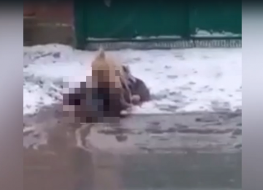 Собака «изнасиловала» мужчину на видео: в Волжском появились кошмарные кадры (18+)