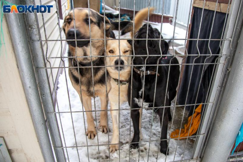 Волжанам рассказали, как защититься от бешенства