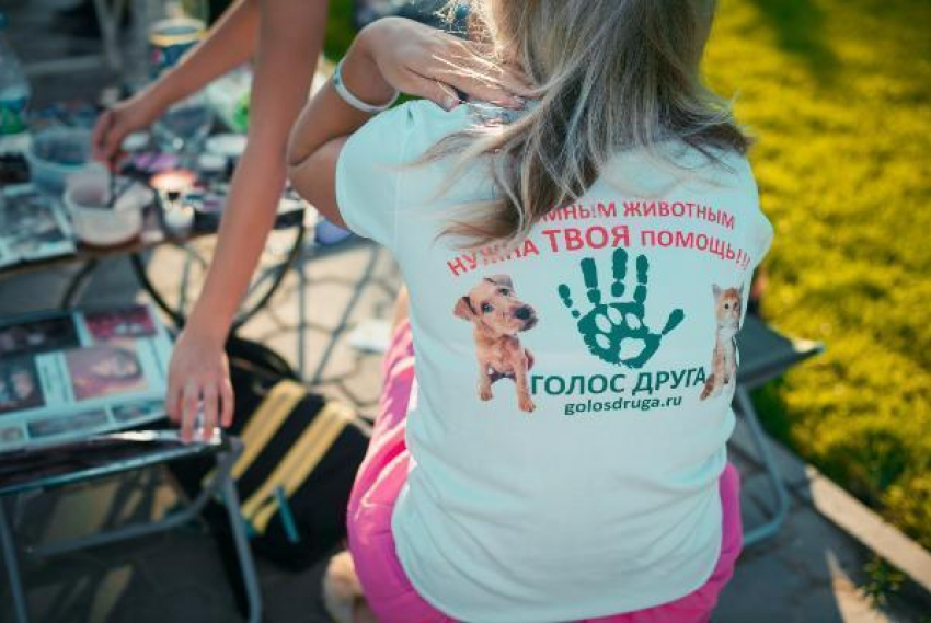 Волжане в День России смогут помочь бездомным животным