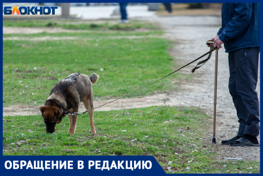 «Город принадлежит всем»: волжанка Алена попросила владельцев собак соблюдать правила выгула