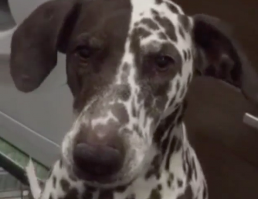 Пятилетняя собака Джессика выговорила имя своего хозяина в Волжском