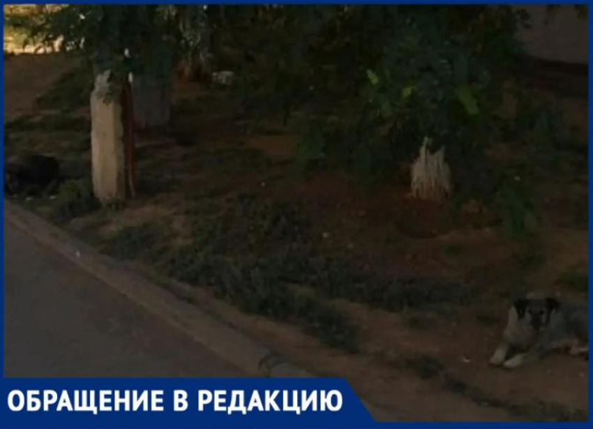  «Накинулись просто так»: волжанин стал жертвой стаи бездомных собак на улице 87-й Гвардейской Дивизии