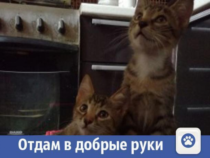 Ласковые и умные котята ищут дом в Волжском