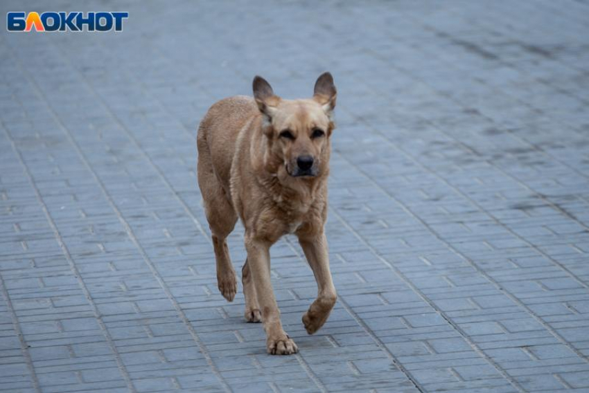 Бездействие властей Волгоградской области привело к нашествию собак: прокуратура требует от глав муниципалитетов заняться отловом