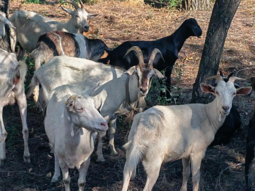 Удивительные гости посетили сегодня «Волжский абразивный завод»